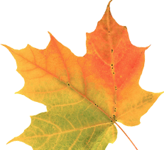 maple leaf
